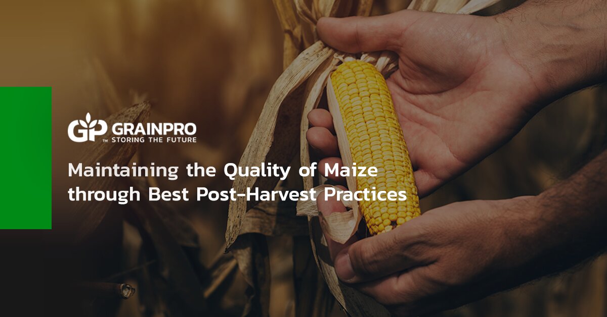 Maintaining the Quality of Maize through Best PostHarvest Practices
